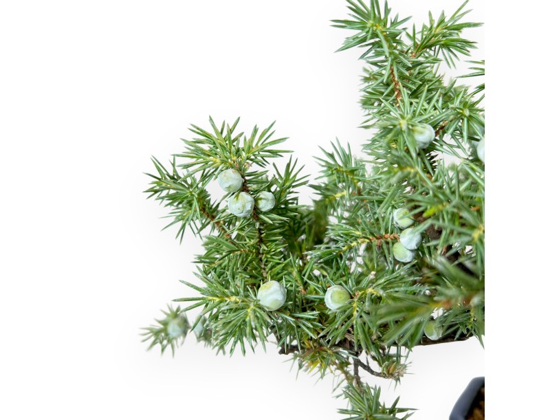 Wacholder Bonsai 28 cm | Achteckiger blau Topf