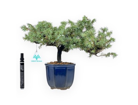 Wacholder Bonsai 28 cm | Achteckiger blau Topf