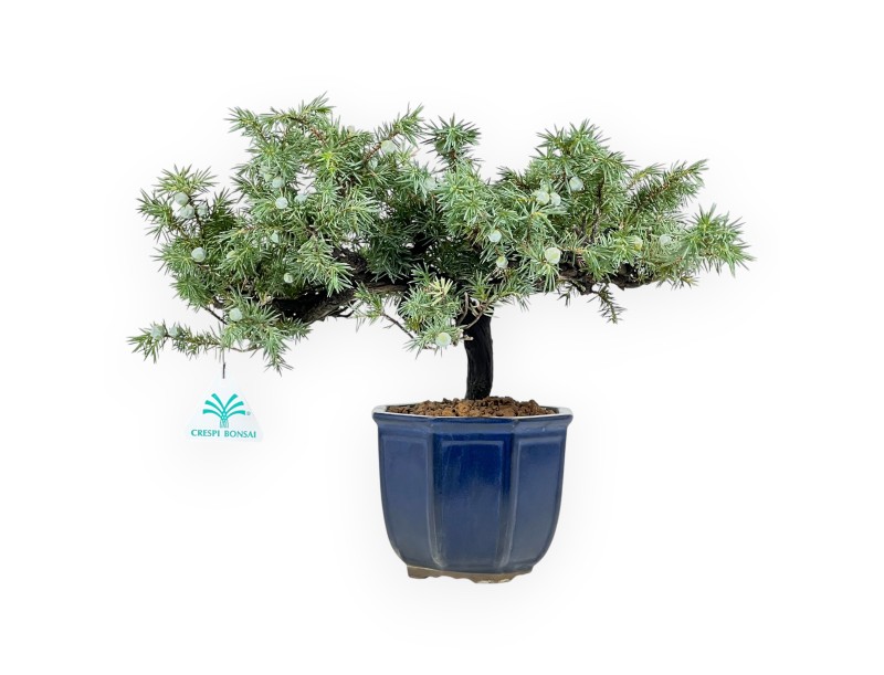 Jeneverbes bonsai van 28 cm | Blauw achthoekige pot