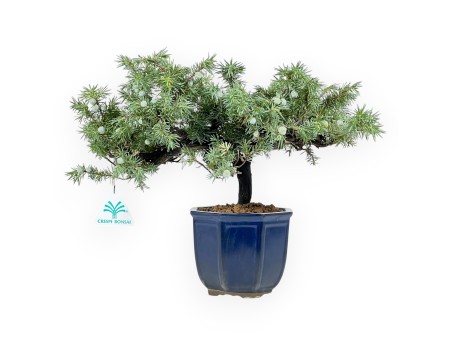 Wacholder Bonsai 28 cm | Achteckiger blau Topf