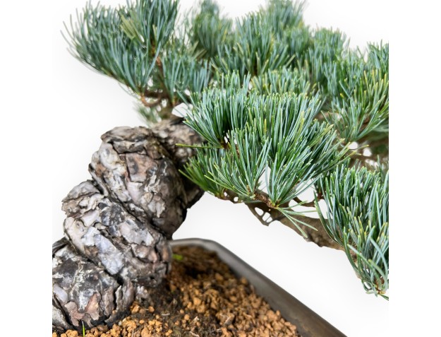 Bonsai di Pinus Pentaphylla da 33 cm| Vaso quadrato in grès 2