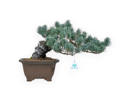 Pinus Pentaphylla bonsai 33 cm | Pot carré en grès