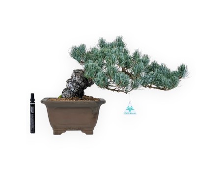 Bonsai di Pinus Pentaphylla da 33 cm| Vaso quadrato in grès