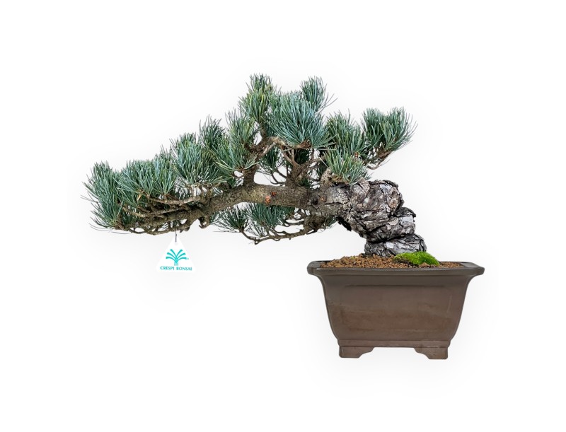Bonsai di Pinus Pentaphylla da 33 cm| Vaso quadrato in grès