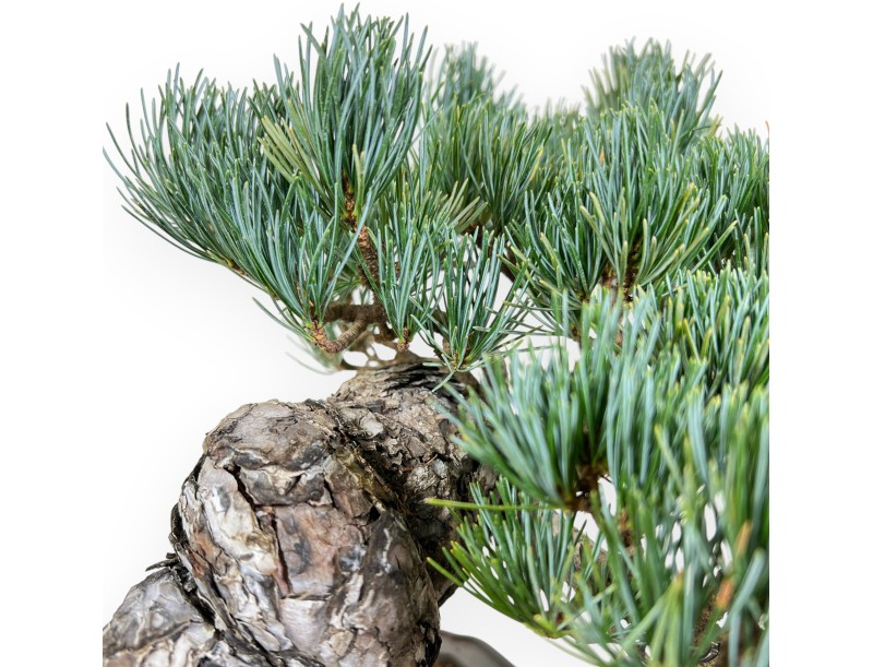 Pinus Pentaphylla Bonsai 33 cm | Quadratisch Steingut Topf