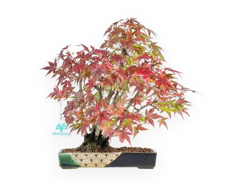 Maple bonsai 34 cm | Green and blue rectangular Terahata pot