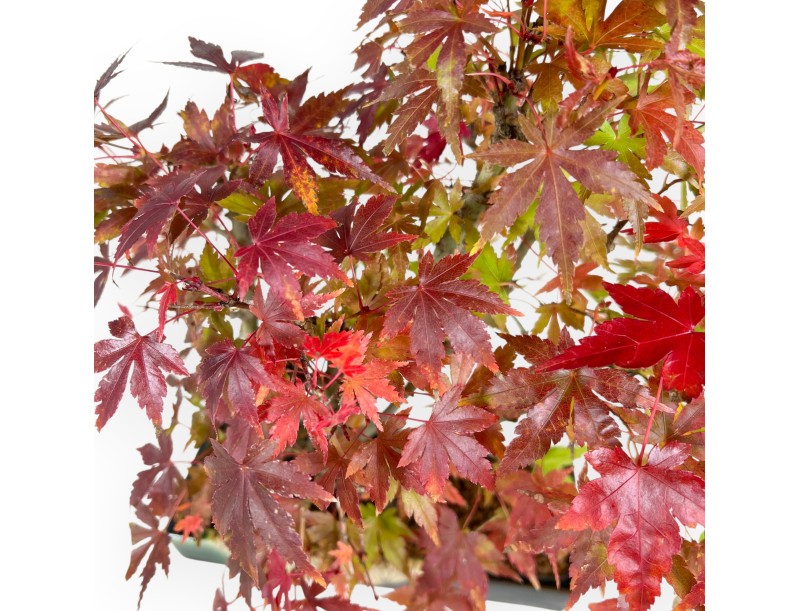 Maple bonsai 34 cm | Green and blue rectangular Terahata pot