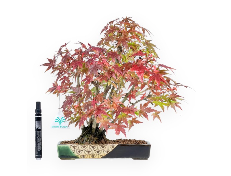 Maple bonsai 34 cm | Green and blue rectangular Terahata pot