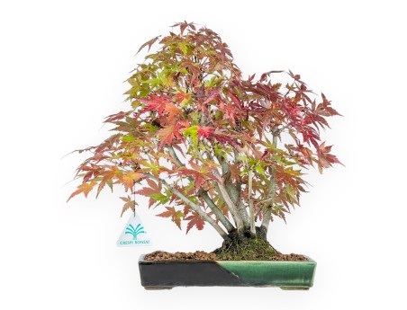 Maple bonsai 34 cm | Green and blue rectangular Terahata pot