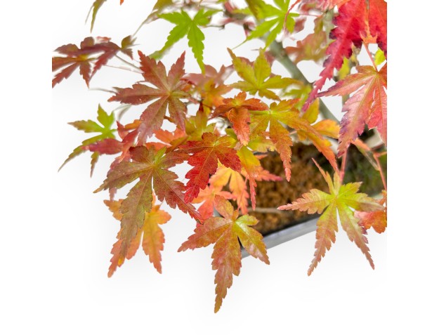 Maple bonsai 34 cm | Green and blue rectangular Terahata pot 2