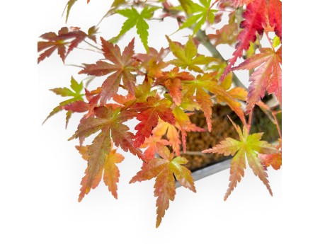 Maple bonsai 34 cm | Green and blue rectangular Terahata pot