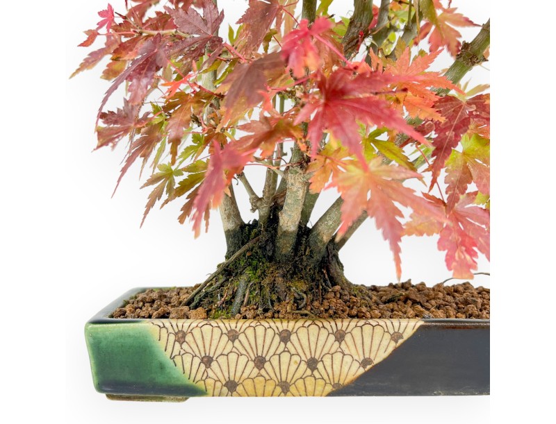 Maple bonsai 34 cm | Green and blue rectangular Terahata pot
