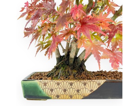 Maple bonsai 34 cm | Green and blue rectangular Terahata pot