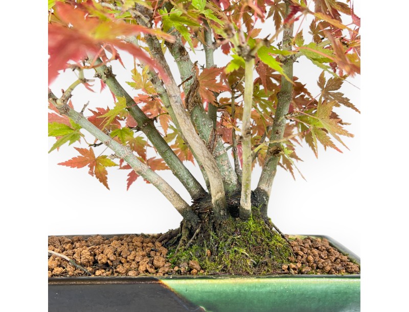 Maple bonsai 34 cm | Green and blue rectangular Terahata pot
