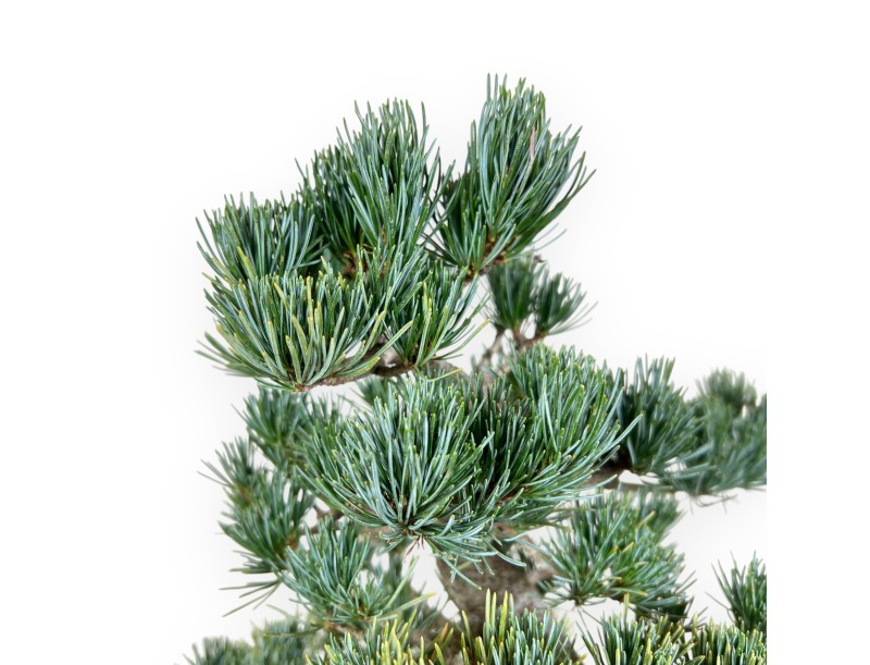 Pinus Pentaphylla bonsái 50 cm | Maceta rectangular de gres