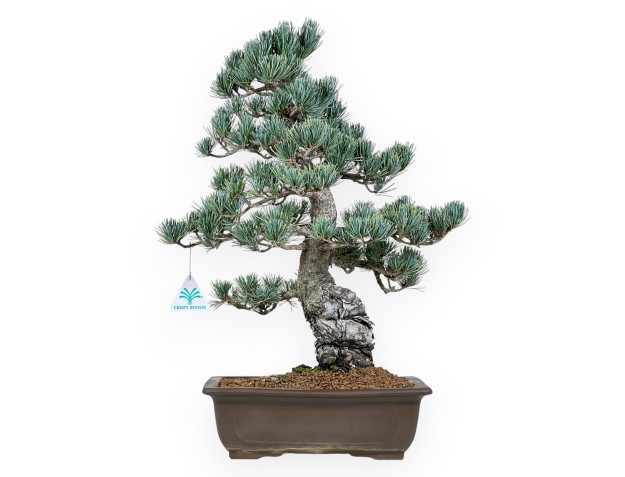 Bonsai di Pinus Pentaphylla da 50 cm| Vaso rettangolare grès