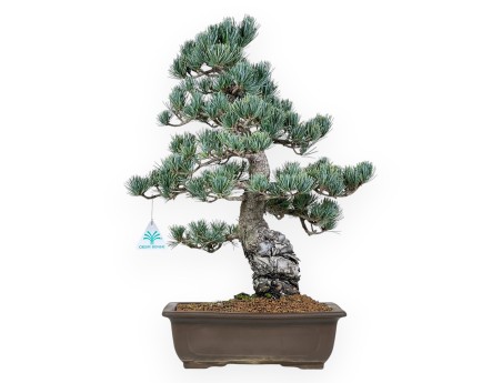 Pinus Pentaphylla bonsai 50cm|Rechthoekige ongeglazuurde pot