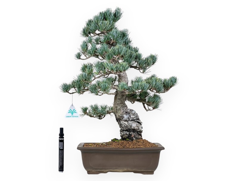 Pinus Pentaphylla bonsai 50cm|Rechthoekige ongeglazuurde pot
