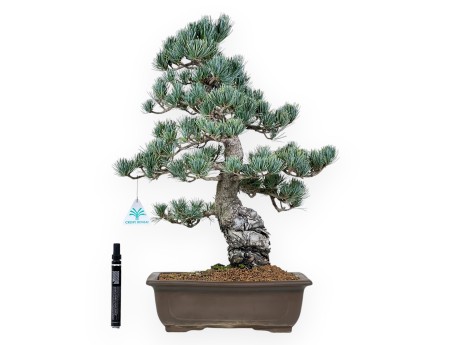 Pinus Pentaphylla bonsai 50 cm | Pot rectangulaire en grès