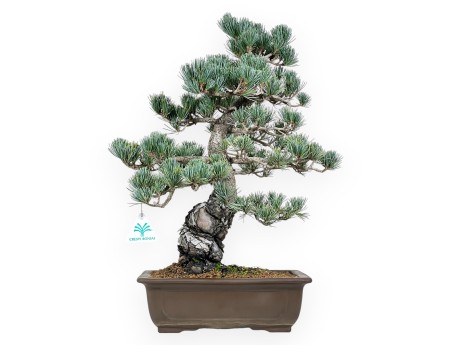 Bonsai di Pinus Pentaphylla da 50 cm| Vaso rettangolare grès