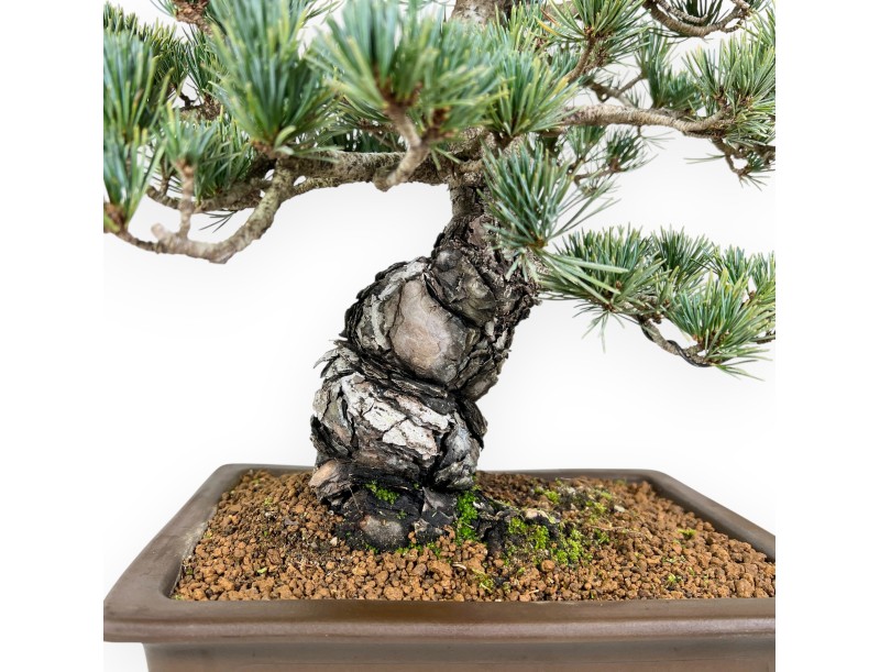 Pinus Pentaphylla bonsai 50 cm | Rectangular stoneware pot