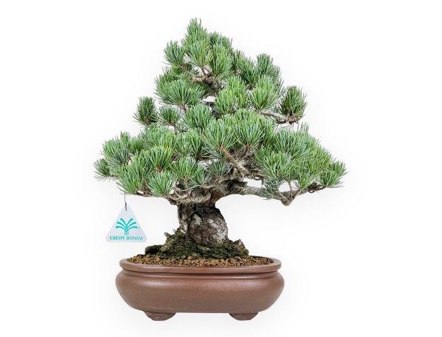 Bonsai di Pinus Pentaphylla da 35 cm | Vaso ovale in grès