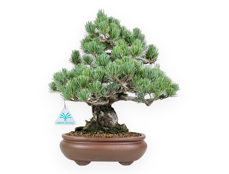 Bonsai di Pinus Pentaphylla da 35 cm | Vaso ovale in grès