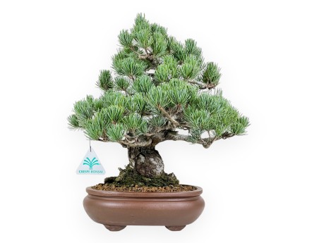 Pinus Pentaphylla bonsai 35 cm | Oval stoneware pot