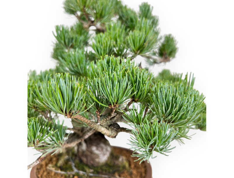 Pinus Pentaphylla bonsai 35 cm | Pot ovale en grès
