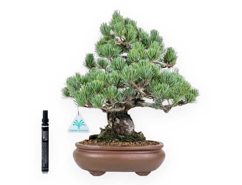 Pinus Pentaphylla bonsái 35 cm | Maceta oval de gres