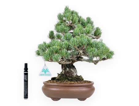 Pinus Pentaphylla bonsai 35 cm | Ovaal ongeglazuurde pot