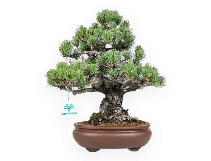 Pinus Pentaphylla bonsai 35 cm | Ovaal ongeglazuurde pot
