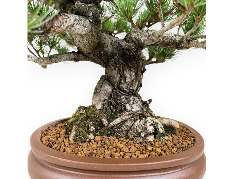 Bonsai di Pinus Pentaphylla da 35 cm | Vaso ovale in grès