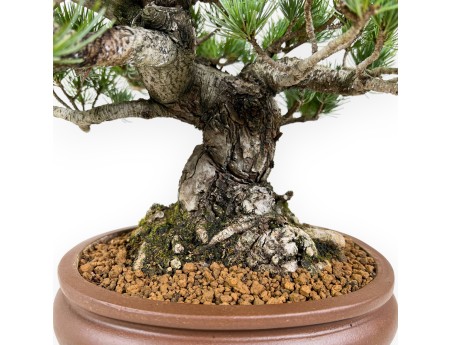 Pinus Pentaphylla bonsái 35 cm | Maceta oval de gres
