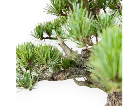 Pinus Pentaphylla bonsái 35 cm | Maceta oval de gres