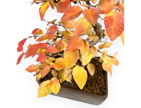 Hainbuche Bonsai von 31 cm | Rechteckiger Steingut Topf