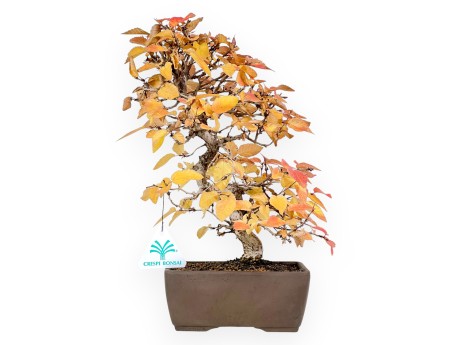 Hornbeam bonsai 31 cm | Rectangular stoneware pot