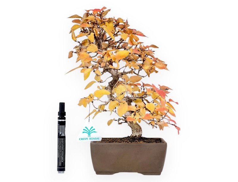 Bonsai di Carpino da 31 cm | Vaso rettangolare grès