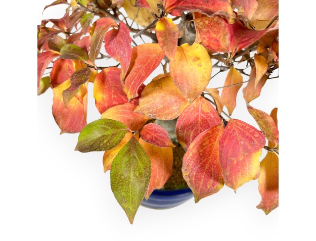 Kornoelje bonsai van 49 cm | Ovaal blauw pot 2