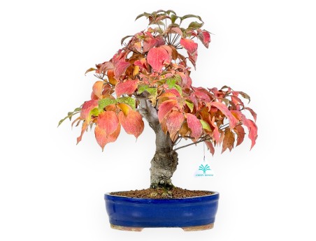 Cornouiller bonsaï de 49 cm | Pot ovale bleu