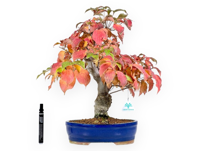 Cornouiller bonsaï de 49 cm | Pot ovale bleu