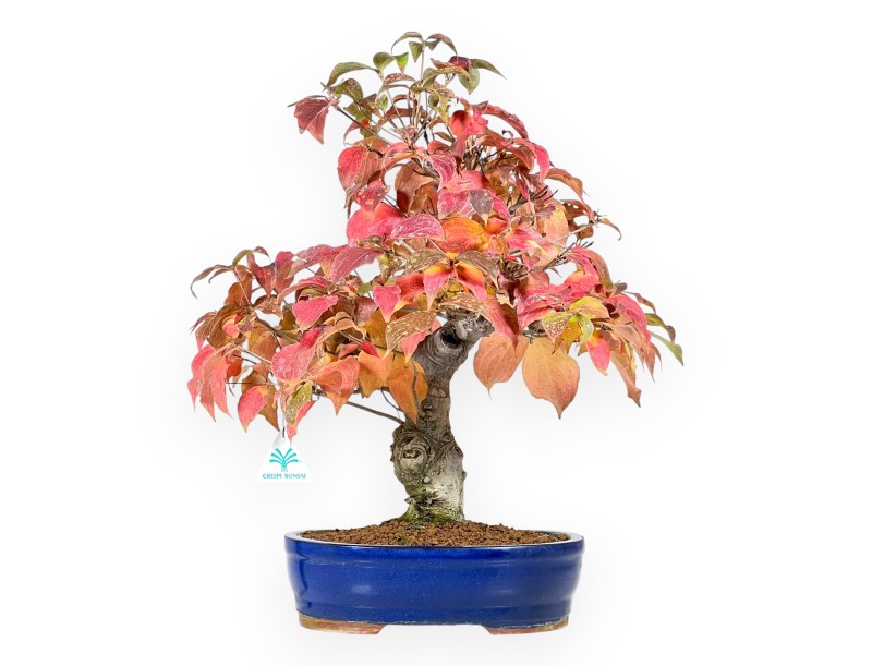 Hartriegel Bonsai von 49 cm | Oval blau Topf