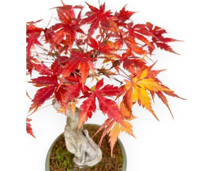 Bonsai di acero da 25 cm | Vaso tondo verde
