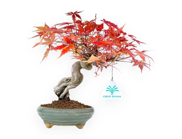 Maple bonsai 25 cm | Green round pot