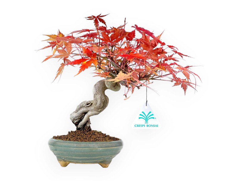 Bonsai di acero da 25 cm | Vaso tondo verde