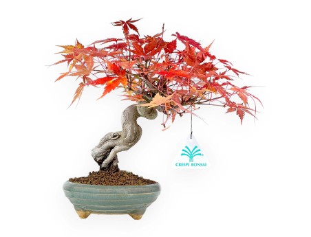 Bonsai di acero da 25 cm | Vaso tondo verde