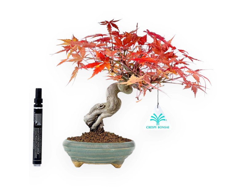 Bonsai di acero da 25 cm | Vaso tondo verde