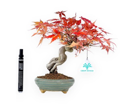 Bonsai di acero da 25 cm | Vaso tondo verde