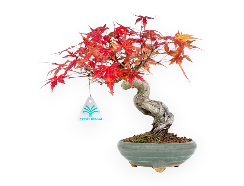 Bonsai di acero da 25 cm | Vaso tondo verde