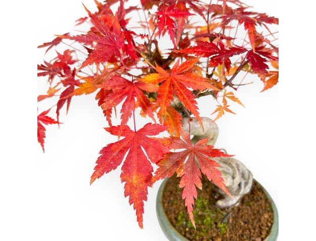 Maple bonsai 25 cm | Green round pot 2